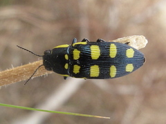 Buprestis magica magica