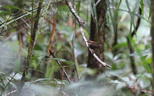 Bornean Stubtail (Urosphena whiteheadi), photo 6