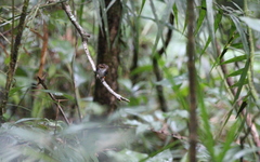 Urosphena whiteheadi
