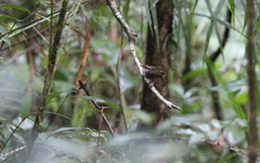 Urosphena whiteheadi