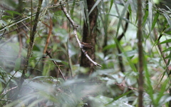 Urosphena whiteheadi