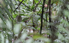 Urosphena whiteheadi