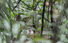 Urosphena whiteheadi
