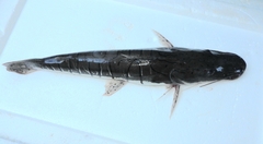 Pseudoplatystoma punctifer