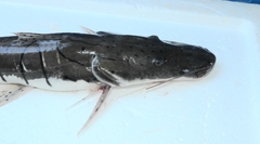 Pseudoplatystoma punctifer