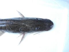 Pseudoplatystoma punctifer