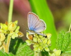 Hemiargus hanno