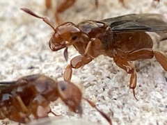 Lasius latipes