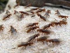 Lasius latipes