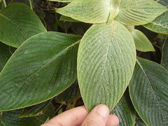 Strobilanthes gossypina