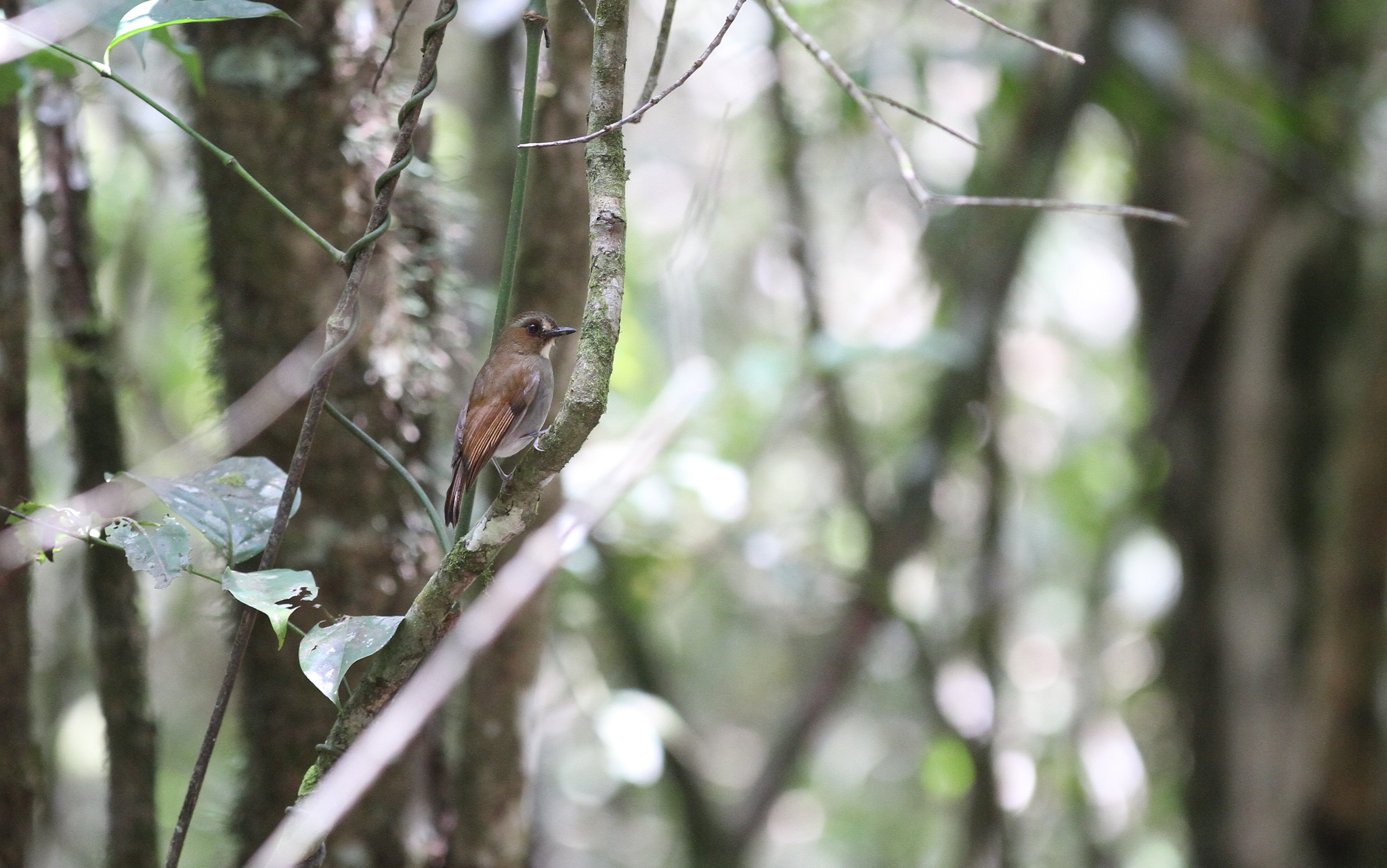 Eyebrowed Jungle Flycatcher illustration