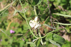 Araujia angustifolia