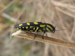 Buprestis magica magica