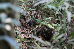Haematortyx sanguiniceps
