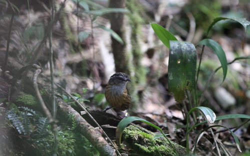 Mountain Wren-Babbler (Gypsophila crassa), photo 7