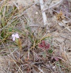 Dianthus pseudarmeria