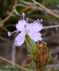 Dianthus pseudarmeria