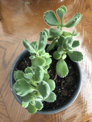 Cotyledon tomentosa
