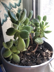 Cotyledon tomentosa