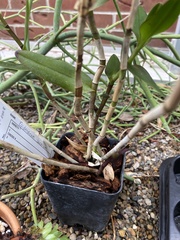 Epidendrum lacertinum