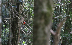 Harpactes whiteheadi