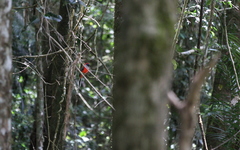 Harpactes whiteheadi