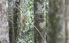 Harpactes whiteheadi