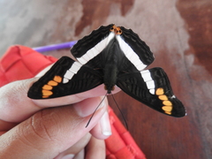 Adelpha pithys