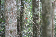 Harpactes whiteheadi