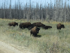 Bison bison athabascae