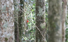 Harpactes whiteheadi