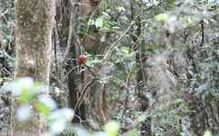 Harpactes whiteheadi