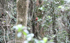 Harpactes whiteheadi