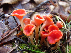 Microstoma protractum