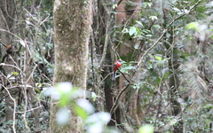 Harpactes whiteheadi