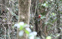 Harpactes whiteheadi