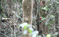 Harpactes whiteheadi