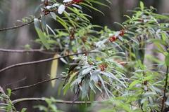 Pycnonotus flavescens leucops