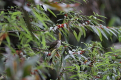 Pycnonotus flavescens leucops