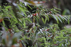 Pycnonotus flavescens leucops