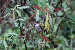 Pycnonotus flavescens leucops