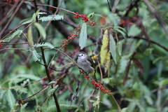 Pycnonotus flavescens leucops