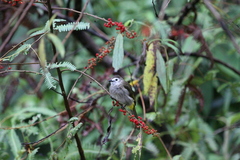 Pycnonotus flavescens leucops
