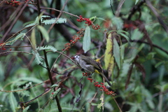Pycnonotus flavescens leucops
