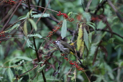 Pycnonotus flavescens leucops