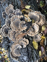 Trametes versicolor