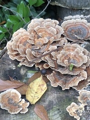 Trametes versicolor