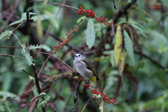Pycnonotus flavescens leucops