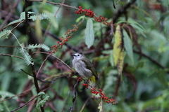 Pycnonotus flavescens leucops