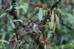 Pycnonotus flavescens leucops